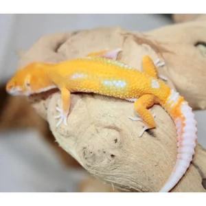 sunglowleopardgecko 1800x1800.webp