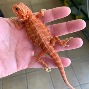 sunrise hypo translucent bearded dragons for sale.webp