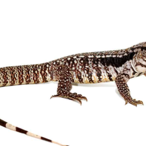 super blue tegu.png