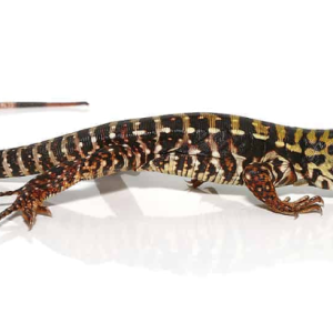 super red tegu.png