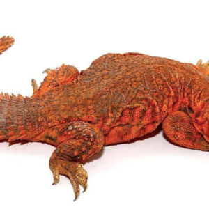 super red uromastyx.png