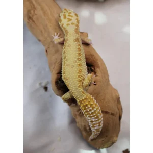 supergiantraptorleopardgeckoforsale 1800x1800.webp