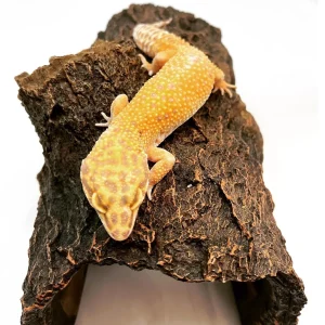 supergianttremperleopardgeckoforsale 1800x1800.webp