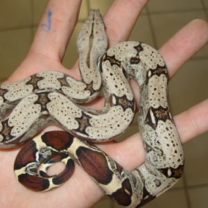surinam red tail boa for sale.png