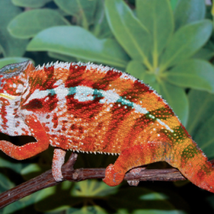 tamatave panther chameleon.png
