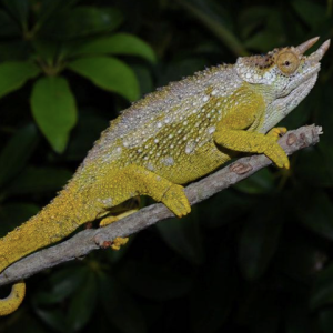 three horned chameleon for sale.png