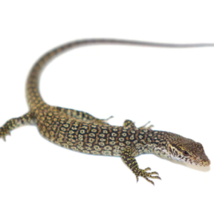 timor monitor for sale.png