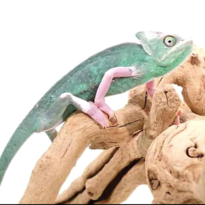 translucent veiled chameleon 9 11.png