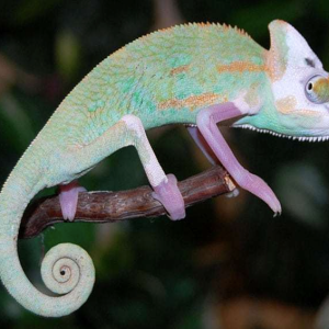 translucent veiled chameleon for sale.png