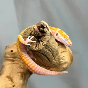 tremperleopardgeckofemale 1800x1800.webp