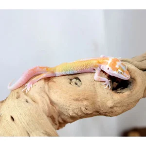 tremperreversestripeleopardgecko 1800x1800 1.webp