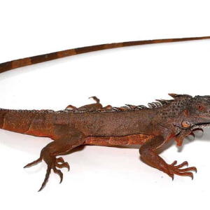 true red iguana.png
