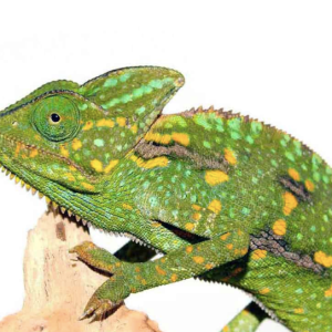 veiled chameleon 3 5″.png