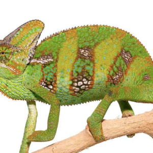veiled chameleon 9 11″.png
