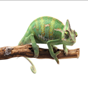 veiled chameleon for sale.png