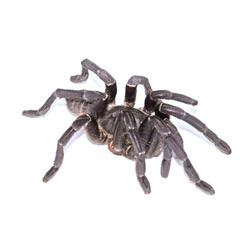vietnamese bird eater tarantula.jpg