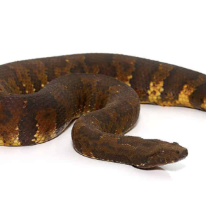 viper boa for sale.png