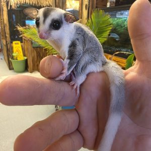 wfb mosaic male sugar glider.jpg