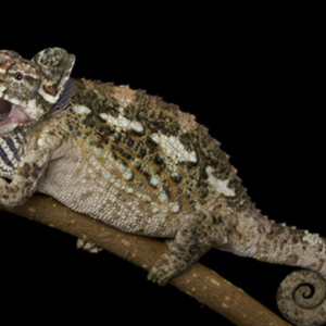 werners chameleon for sale.png