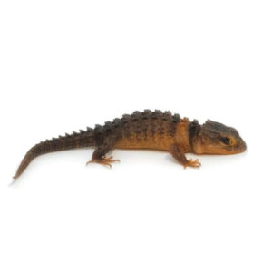 white eyed crocodile skink.png