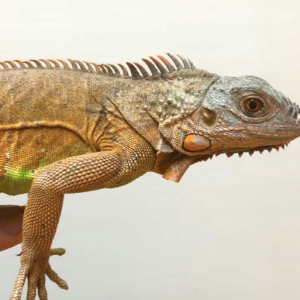 white head red iguana.png