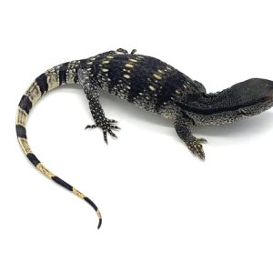 white throat monitor for sale.png