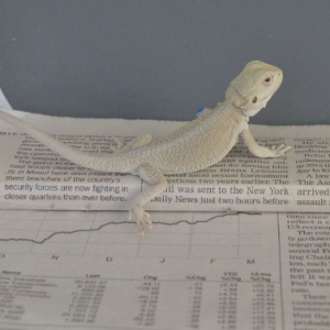 witblits bearded dragons.png