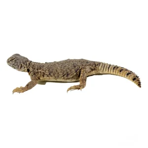 yearling dispar uromastyx 4 1800x1800.webp