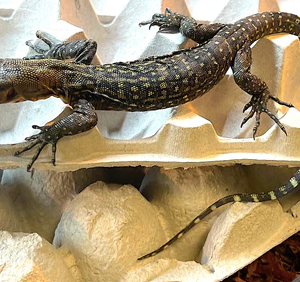 yellow monitor for sale.png