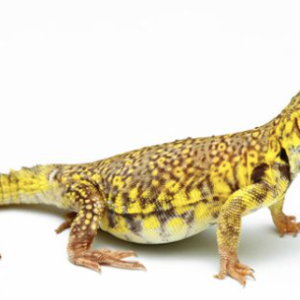yellow niger uromastyx for sale 1.png