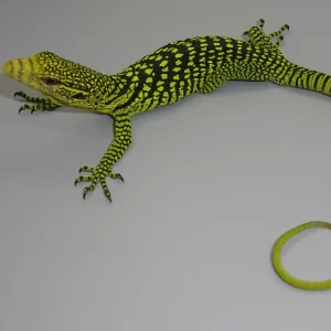 yellow tree monitor baby 1800x1800.webp