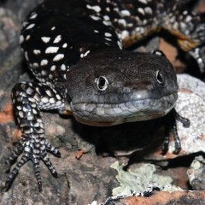 abronia deppii for sale.jpg