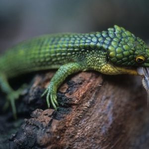 abronia graminea for sale.jpg