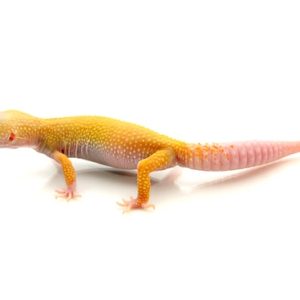 albino leucistic leopard gecko for sale.jpg