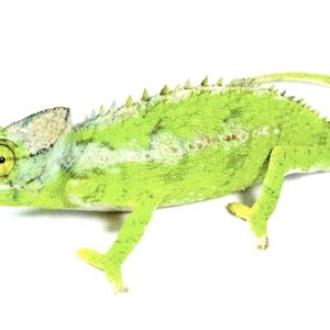 antimena chameleon for sale.jpg