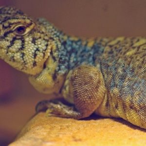 arabian blue uromastyx for sale.jpg