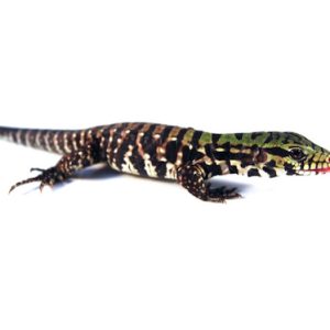 argentine black and white tegu for sale.jpg