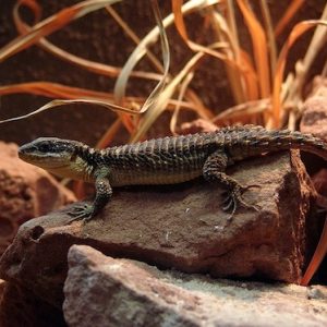 armadillo lizard for sale.jpg