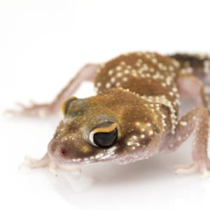 australian barking gecko for sale.jpg