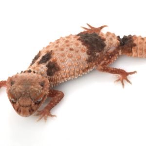 banded knob tailed gecko for sale.jpg