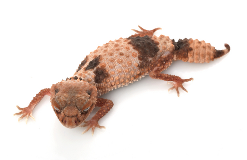 banded knob tailed gecko for sale.jpg banded knob tailed gecko for sale.jpg