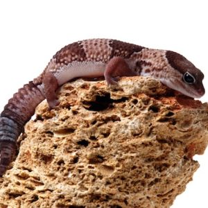 fat tailed gecko for sale.jpg