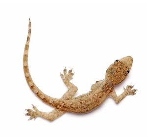 young gecko
