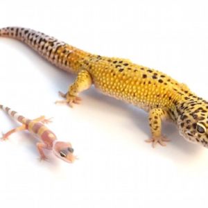 giant leopard gecko for sale.jpg