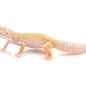leucistic leopard gecko for sale.jpg