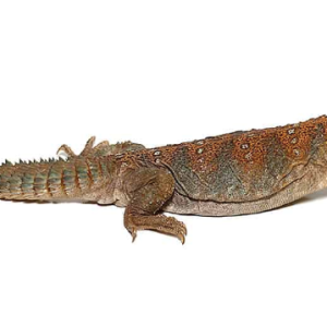 occelated uro.png