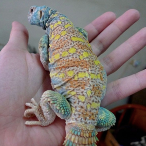 ornate uro.png