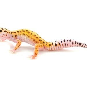 pinstripe leopard gecko for sale.jpg