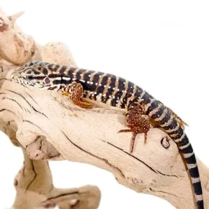 red tegu 1800x1800.webp