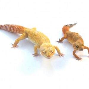 super giant leopard gecko for sale.jpg